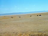 YEMEN (03) - Deserto del Ramlat as-Sab'atayn - 08